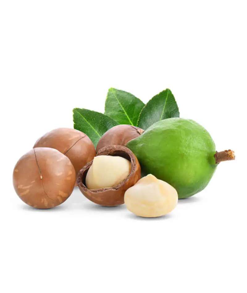 Macadamia-Noot
